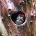 great spotted woodpecker (Dendrocopos major) unfledged juvenile - Kenneth Noble
